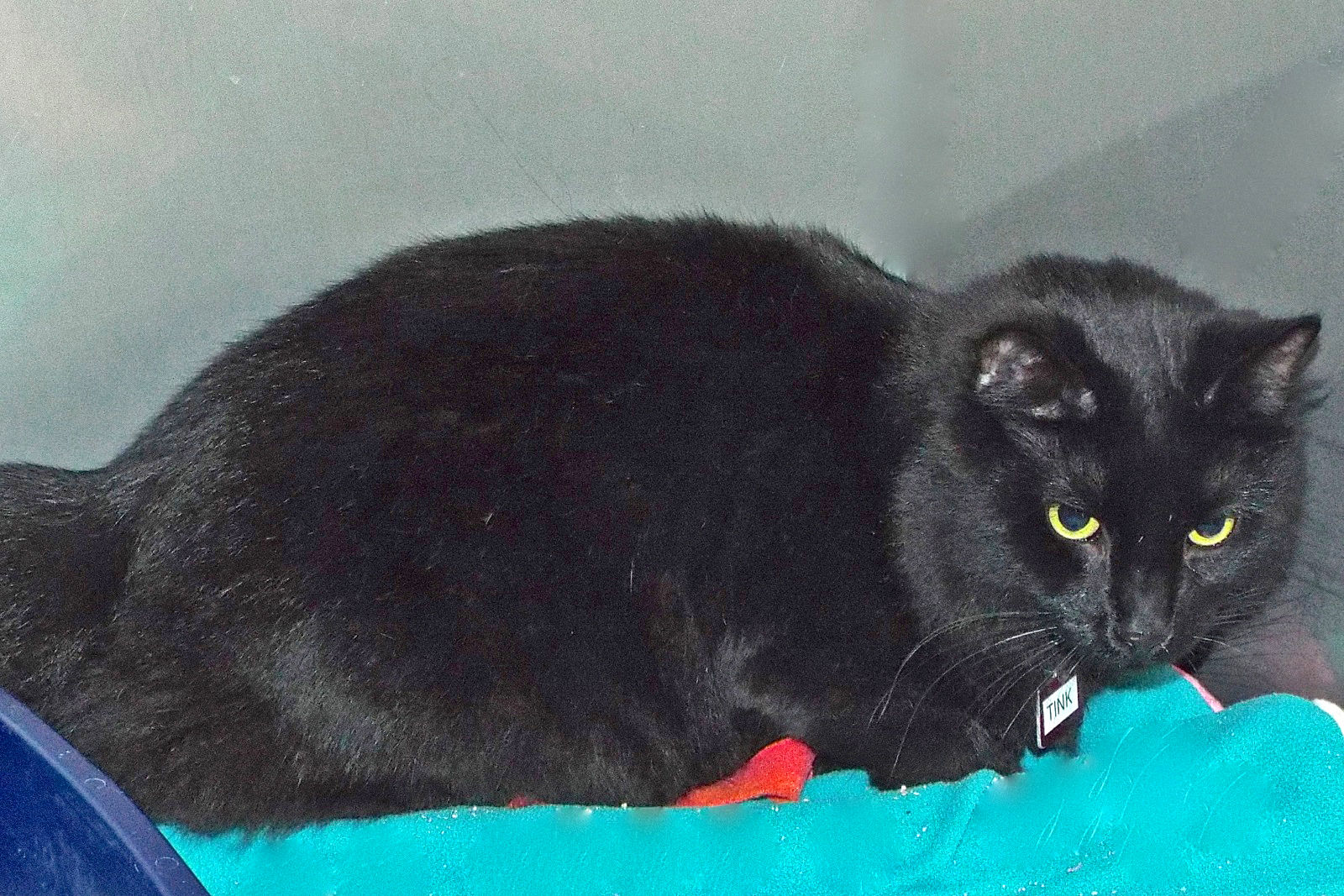 Adopt A Friend: Tink